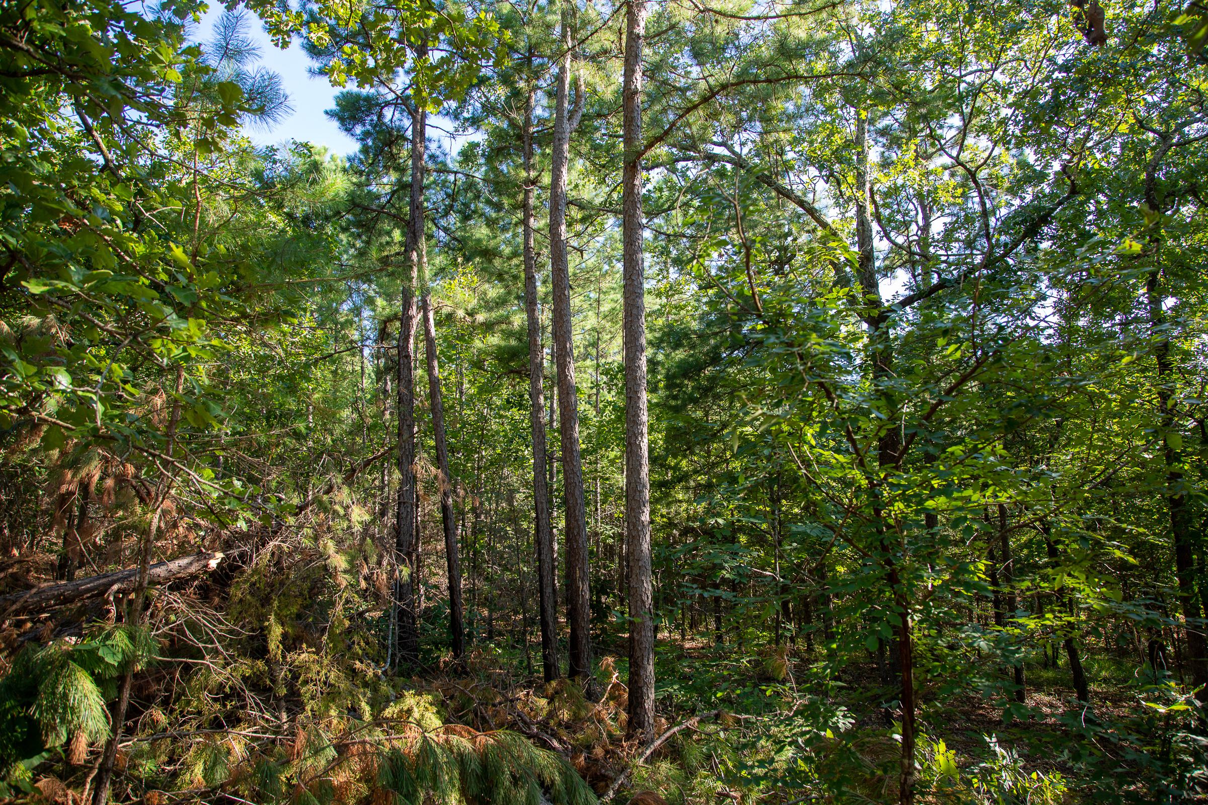 Tract 14 at Tyler Stone Ranch in Leflore County, Oklahoma