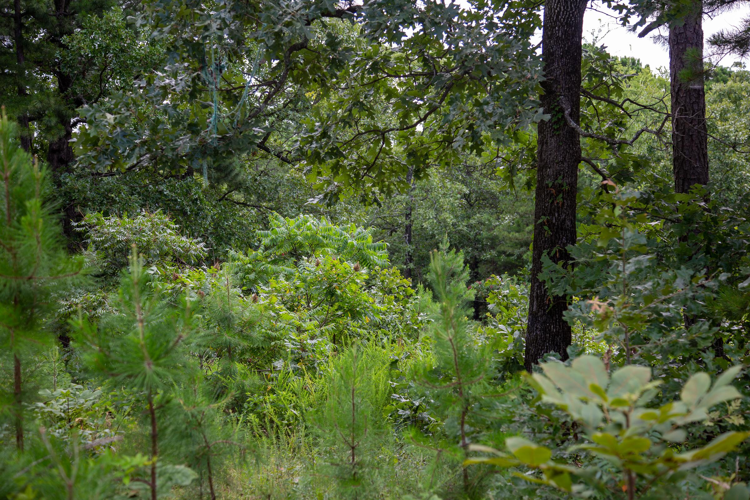 Tract 19 at Tyler Stone Ranch in Leflore County, Oklahoma