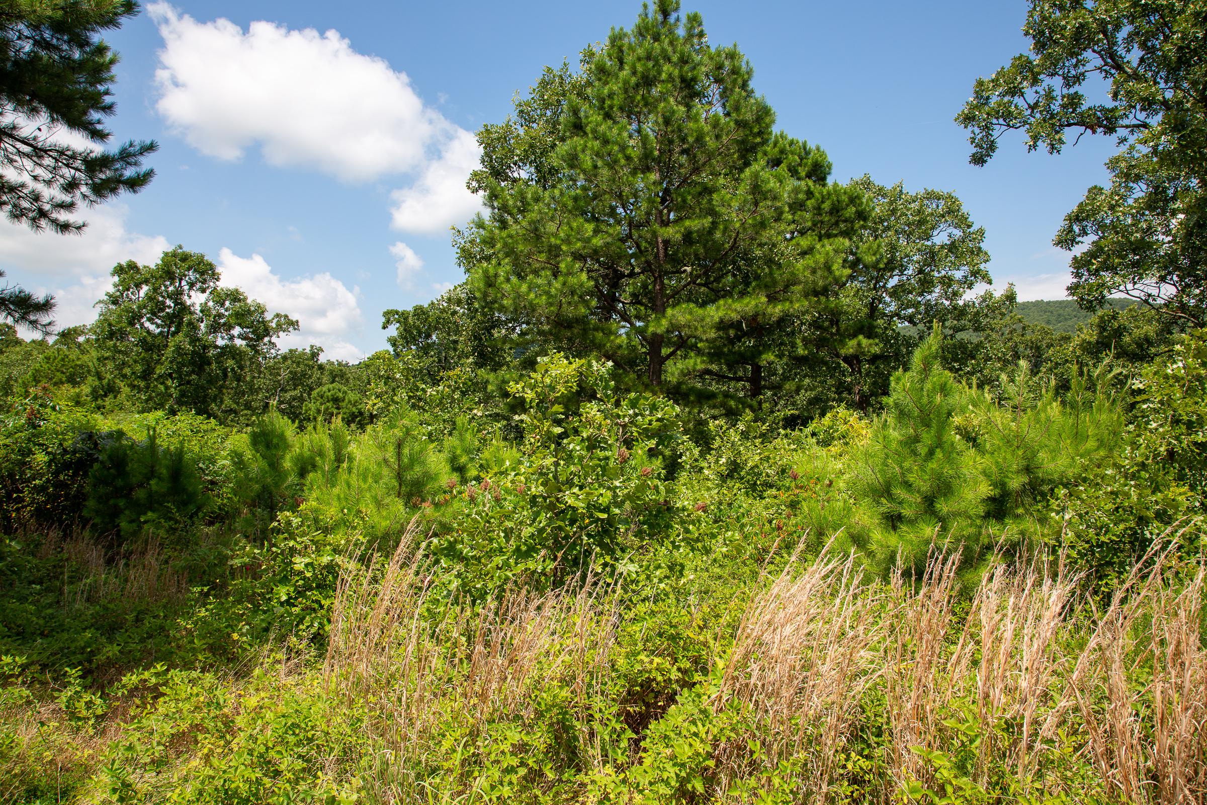 Tract 28 at Tyler Stone Ranch in Leflore County, Oklahoma