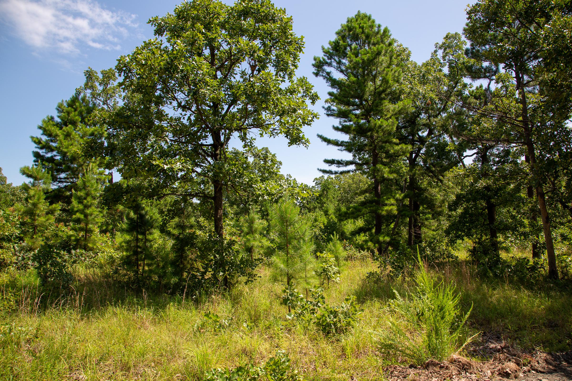 Tract 40 at Tyler Stone Ranch in Leflore County, Oklahoma