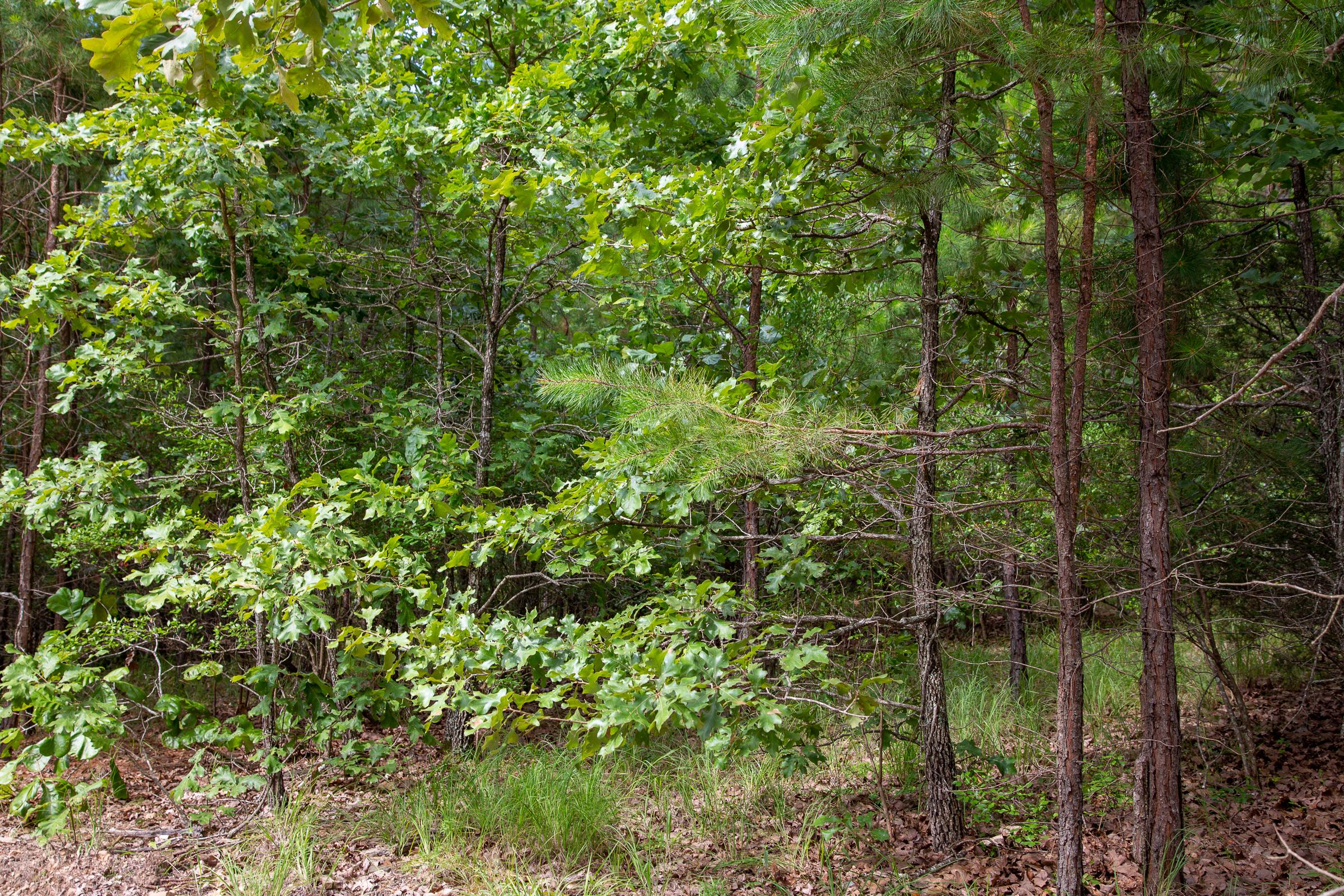 Tract 47 at Tyler Stone Ranch in Leflore County, Oklahoma