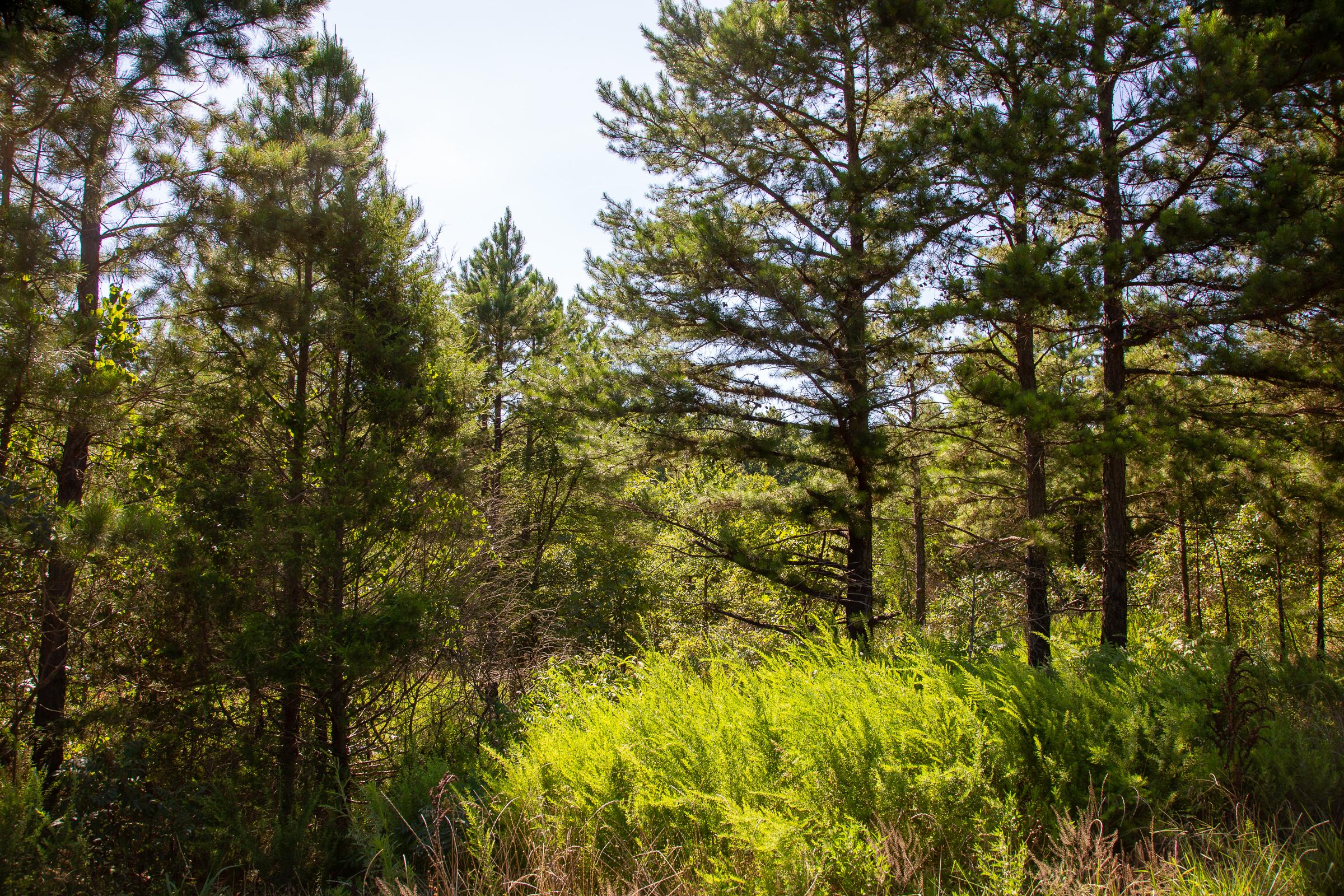 Tract 8 at Tyler Stone Ranch in Leflore County, Oklahoma