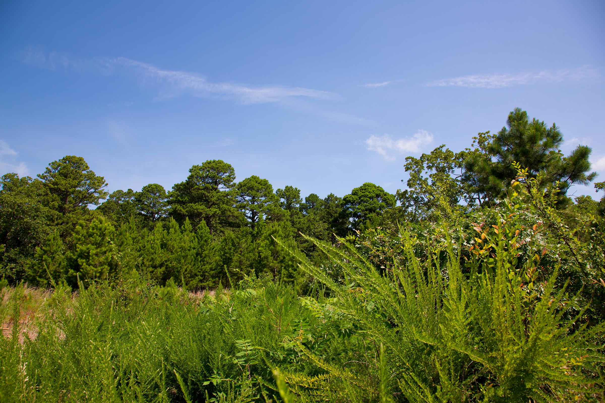 Tract 82 at Tyler Stone Ranch in Leflore County, Oklahoma